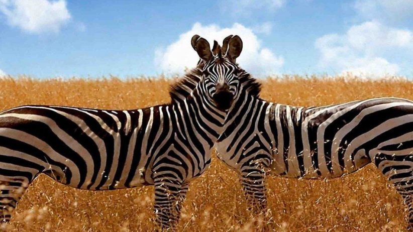 2 Zebras 950x534