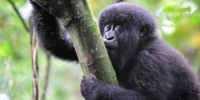 Adventurer Rwandas Gorilla Tracking