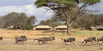 East Africa Year Round Migration Safari