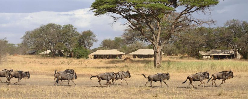 East Africa Year Round Migration Safari