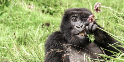 East Africas Gorillas Safari Beach