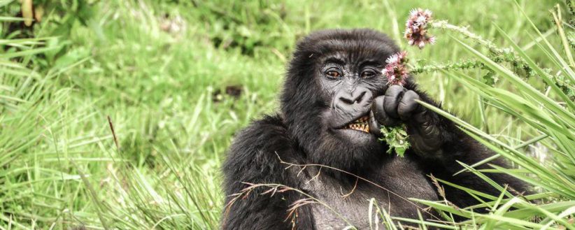 East Africas Gorillas Safari Beach