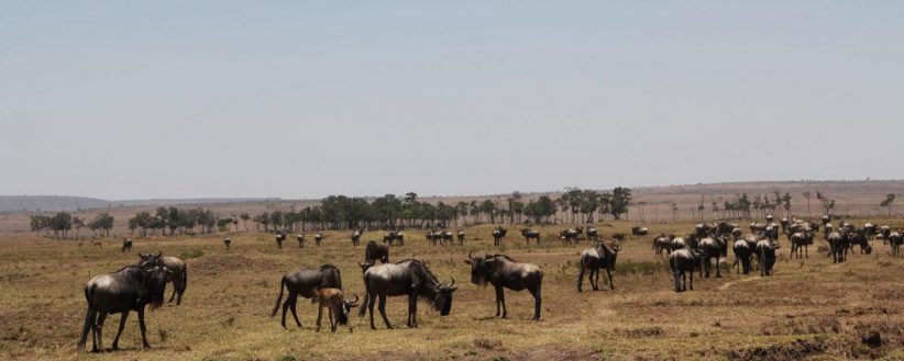 East Africas Kenya Tanzania Uganda Safari Gorillas