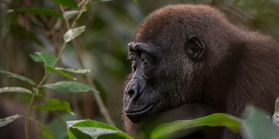 Gorilla Game Parks Zanzibar