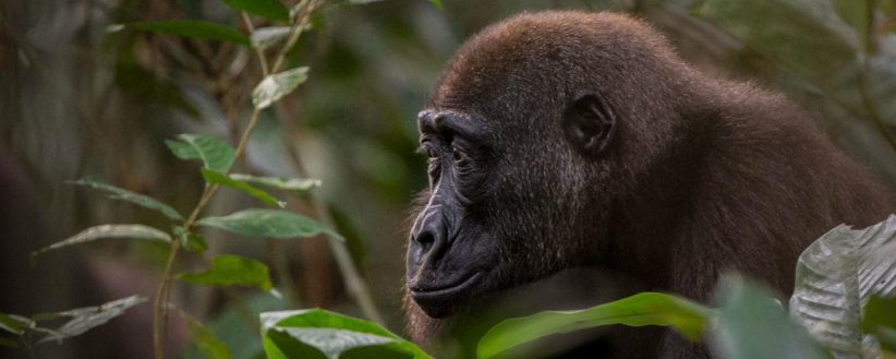 Gorilla Game Parks Zanzibar