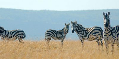 Kenyas Amboseli Mara