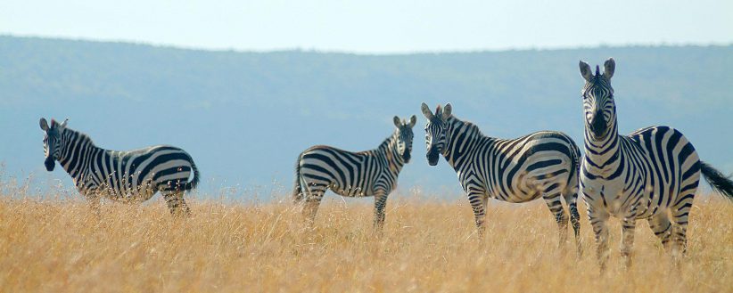 Kenyas Amboseli Mara