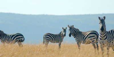 Kenyas Big 5 Conservancy Safari Fly In