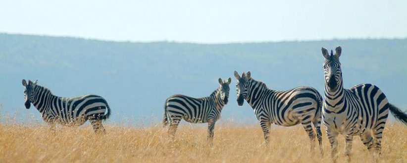 Kenyas Big 5 Conservancy Safari Fly In