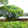 Lake Duluti Lodge Out View