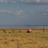 Lemala Manyara Tented Camp 08