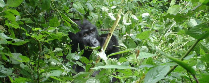 Rwanda Gorilla Encounter