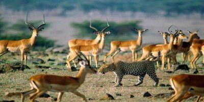 Tanzania Camping Safari 2 950x534