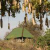 Tarangire River Camp1