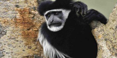 Abyssinian Black And White Colobus Monkey 950x534