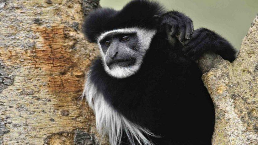 Abyssinian Black And White Colobus Monkey 950x534