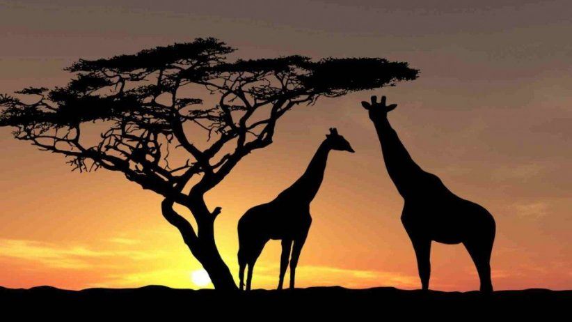 Africa Wildlife Giraffes Trees Sky Photo 950x534