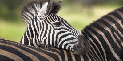 Africa Zebra 950x534