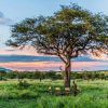 Angata Serengeti Camp 10