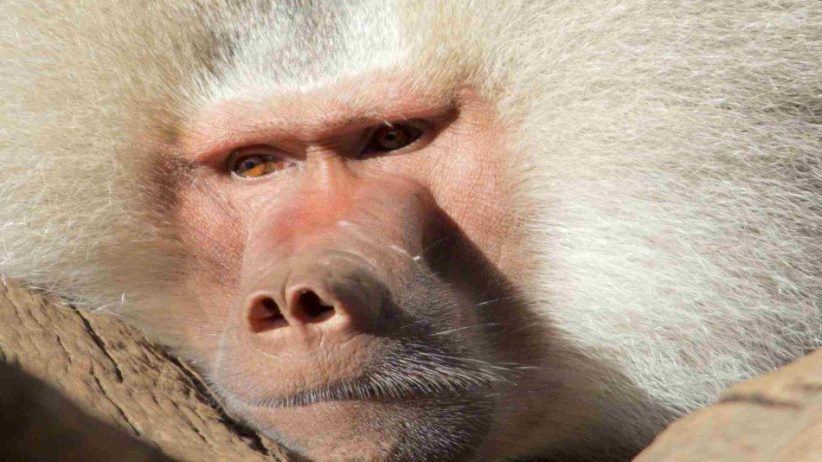 Baboon 950x534