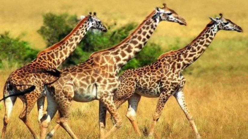 Giraffe Runing 950x534