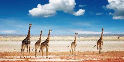 Giraffes In The African Grassland 950x534