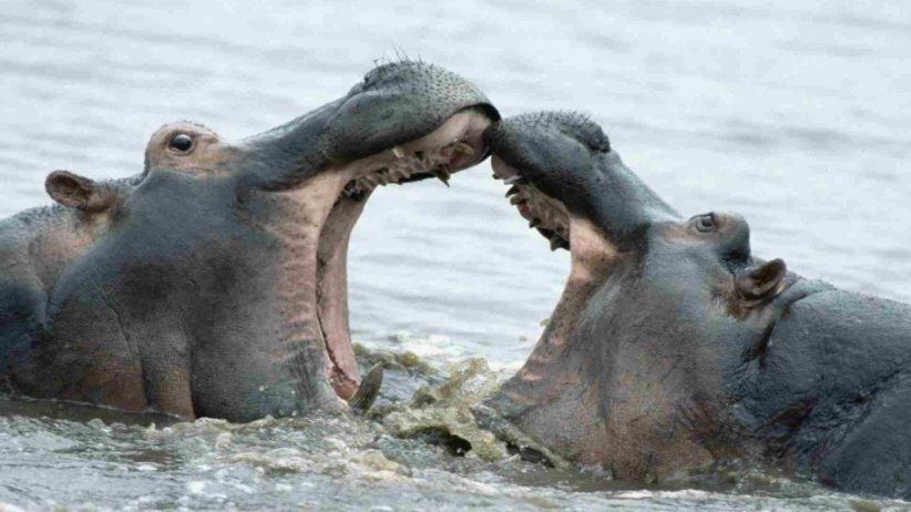 Hippos Male 950x534