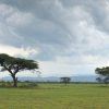 Kirurumu Serengeti Camp