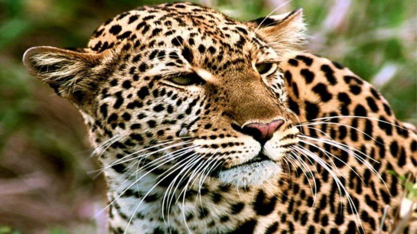 Leopard 950x534