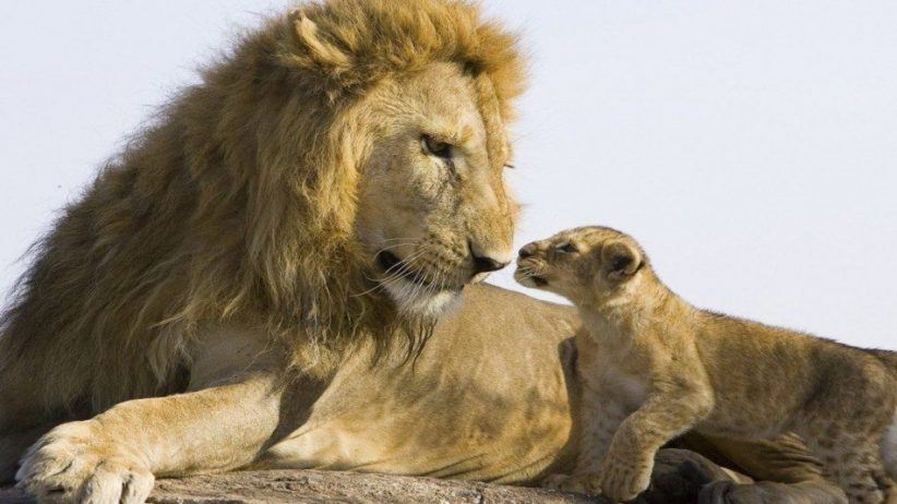 Lion And Cub 950x534