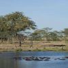 Seronera Wildlife Lodge Hippo Pool