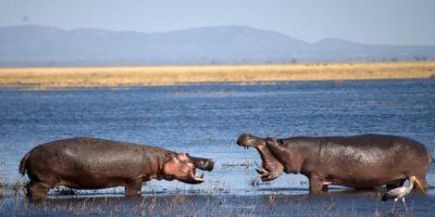 Tanzania Camping Safari 4 950x534