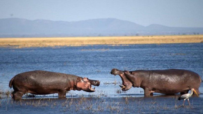 Tanzania Camping Safari 4 950x534