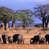 Tarangire Safari Lodge Wildlife