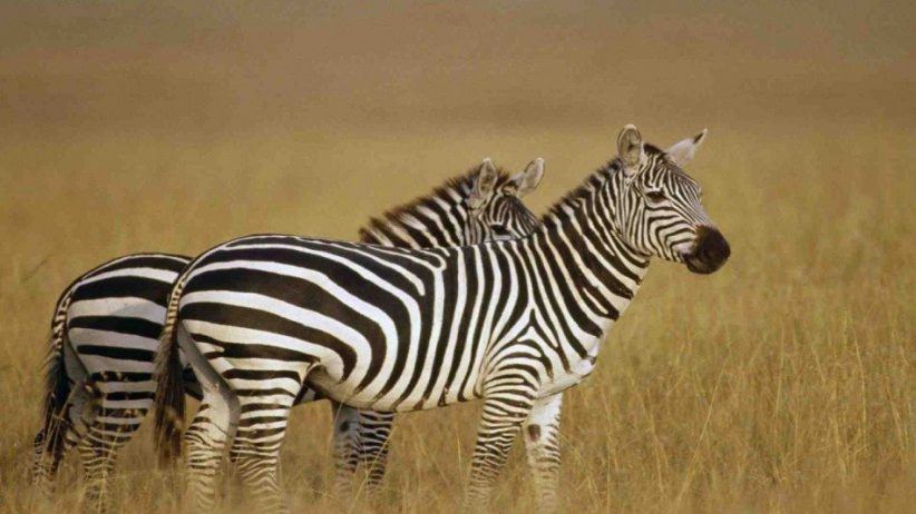 Two Zebras 950x534